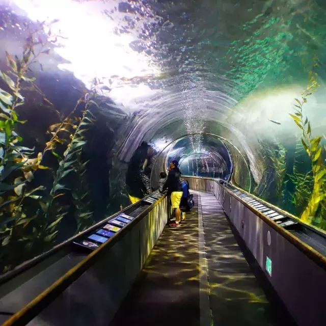 一个家庭在海湾水族馆的隧道里观察海洋生物。